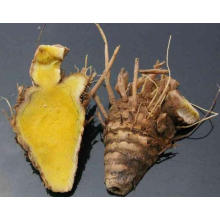 Extrato de Curcuma de Rhizoma